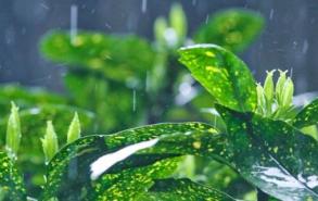 阵雨和雷阵雨的区别是什么